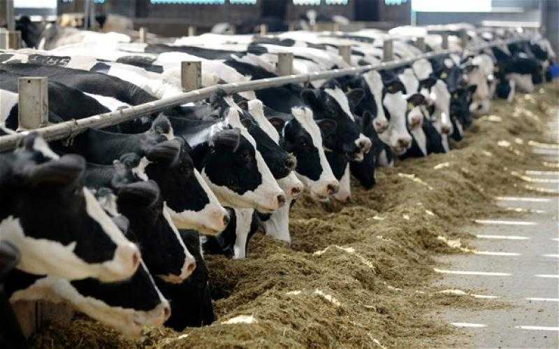 زيادة صادرات أوكرانيا من الماشية واللحوم بنسبة 70% خلال مارس الماضي