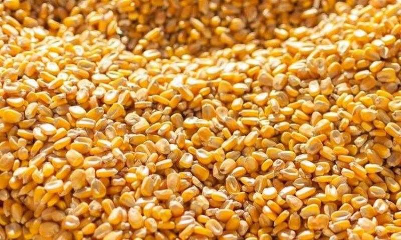 تراجع سعر طن الذرة اليوم.. 300 جنيه للبرازيلي وللأوكراني