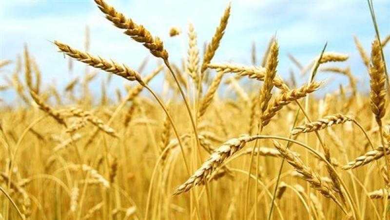 انخفاض سعر طن القمح الروسي والأوكراني 150 جنيها اليوم