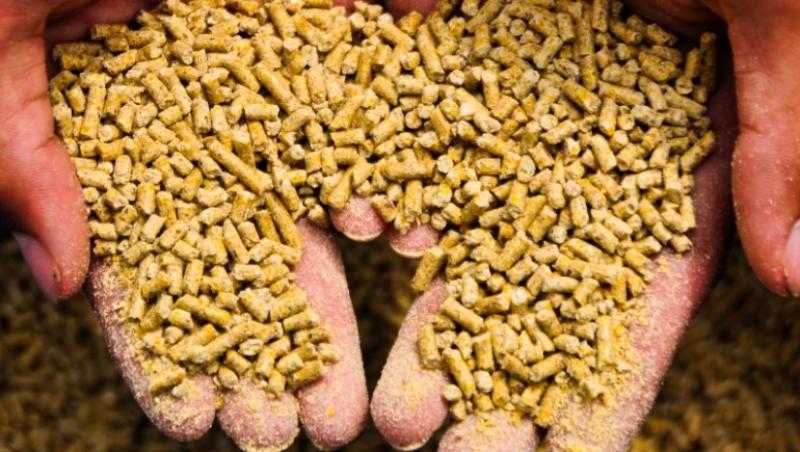 متعاملون: الأردن يطرح مناقصة لشراء 120 ألف طن من علف الشعير
