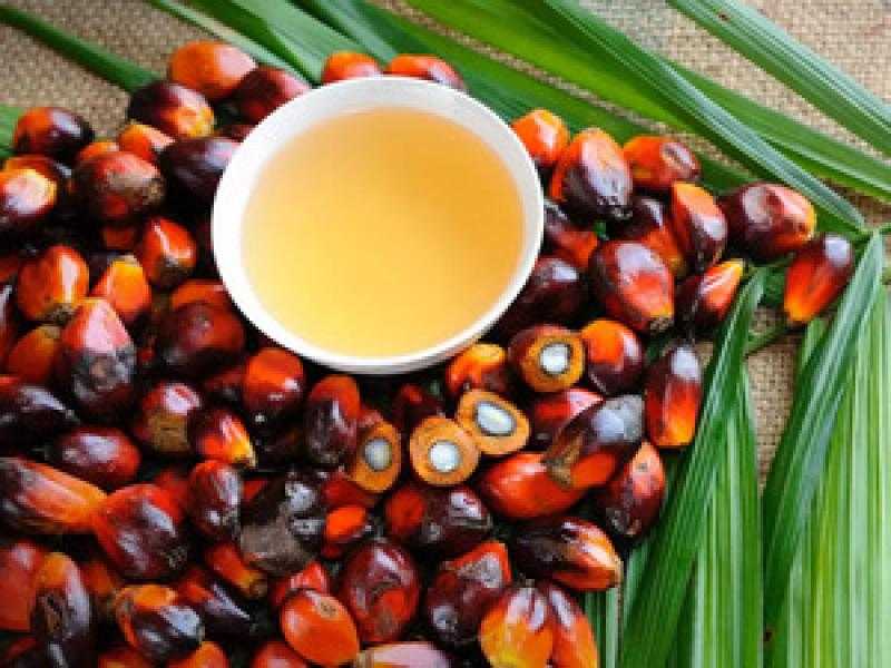 انخفاض العقود الآجلة لزيت النخيل الماليزي رغم تحسن الطلب