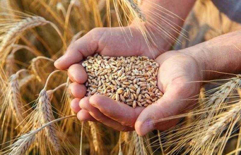 سعر طن القمح اليوم الثلاثاء عقب التراجعات الاخيرة