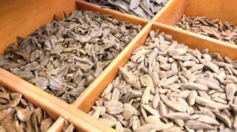 استخدامات العود في الطب البديل: العود كعلاج شعبي للعديد من الأمراض