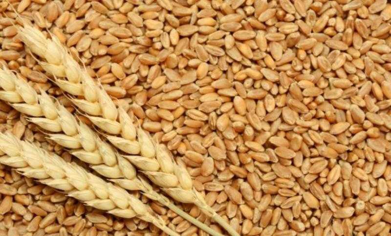 4.5 مليون طن حجم صادرات روسيا المتوقعة من القمح هذا الشهر
