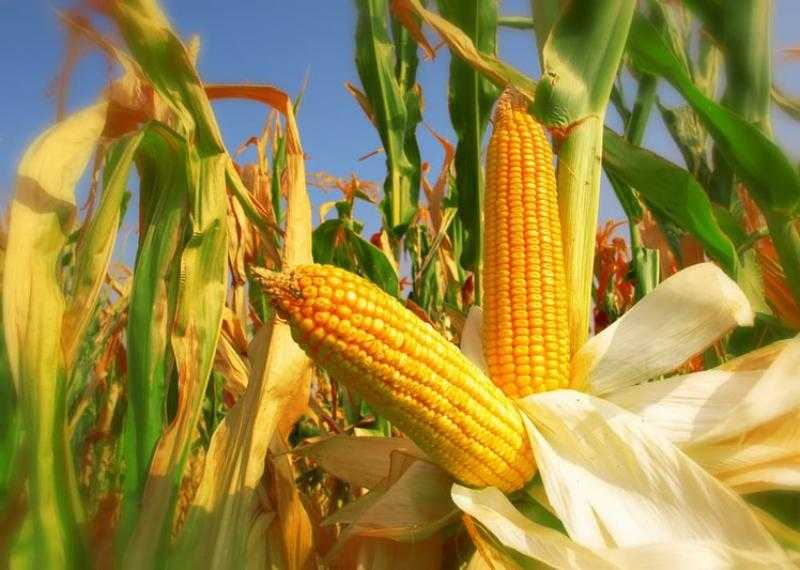 مبيعات الذرة الأمريكية تتراجع 42% خلال أسبوع