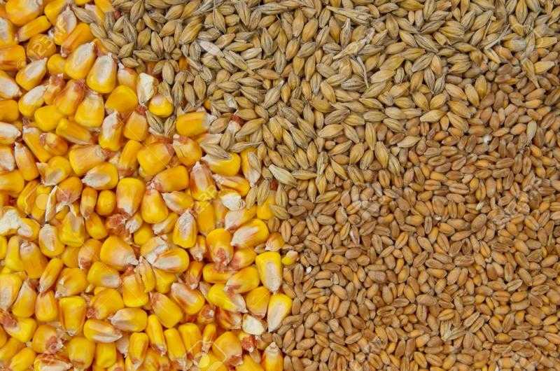 مجلس الحبوب الدولي يرفع توقعات الإنتاج العالمي من القمح والذرة وفول الصويا