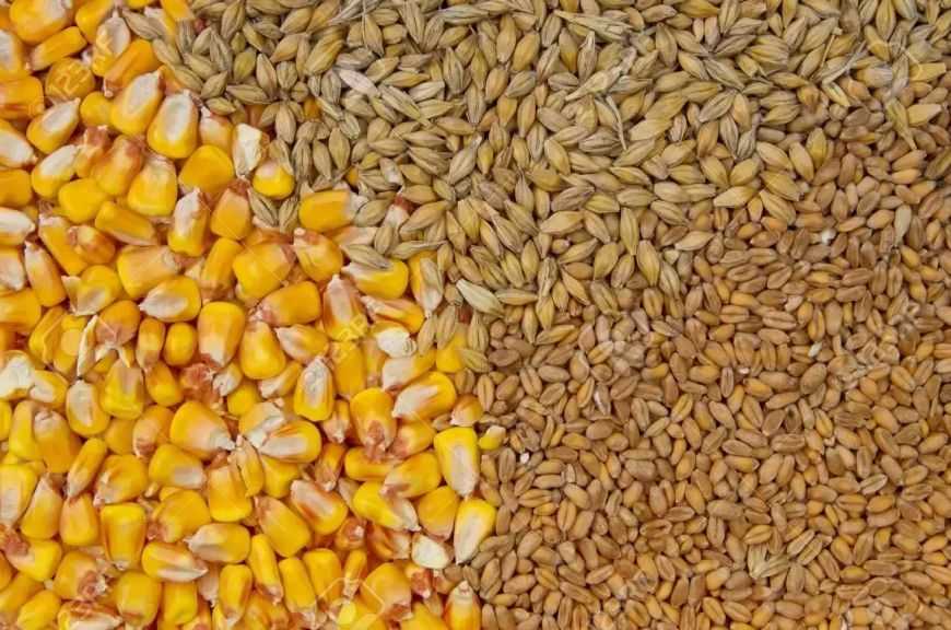 روسيا تثبت الضرائب الصفرية على صادرات القمح والشعير والذرة حتى مطلع يونيو المقبل