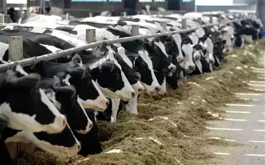 مربو الماشية في المكسيك يتكبدون خسائر بنصف مليار دولار جراء قيود التصدير إلى أمريكا