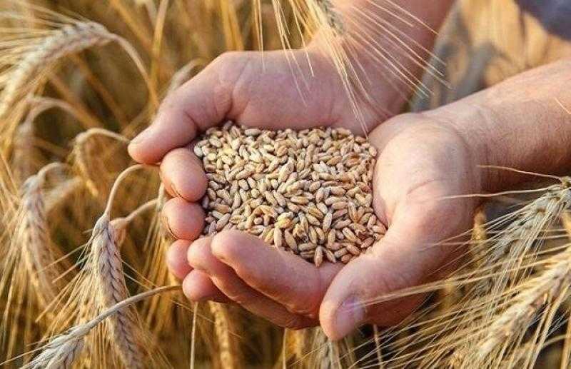 اليابان تعتزم إجراء مناقصة لشراء 121 ألف طن من القمح عالي الجودة