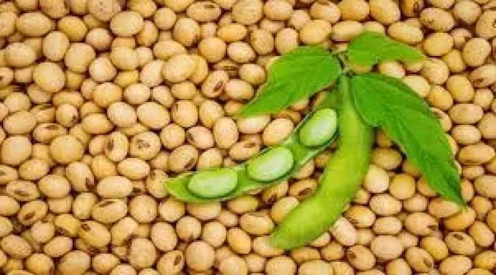 مقاطعة الصين لفول الصويا الأمريكي يهدد بإتلاف المحاصيل في الولايات المتحدة