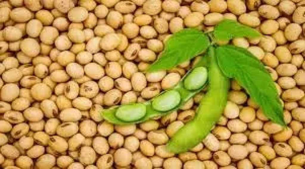 توقعات بارتفاع الطلب على ناقلات باناماكس مع استئناف الصين شراء فول الصويا الأمريكي