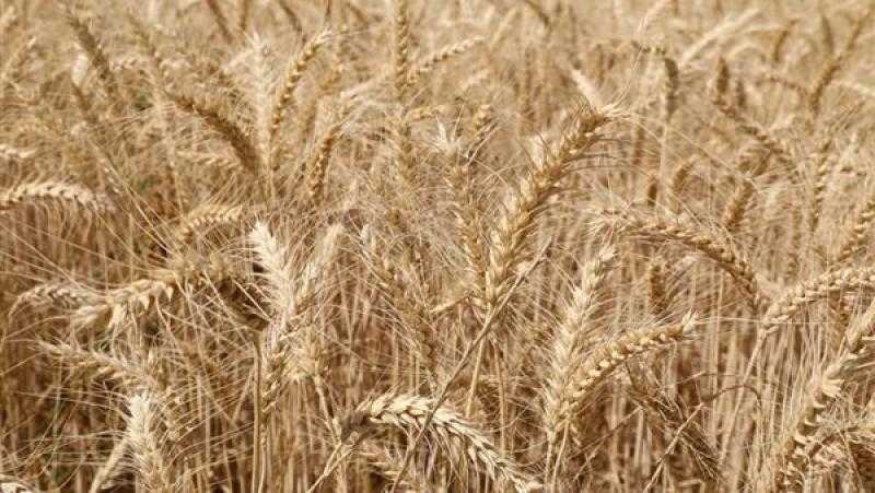 مركز المناخ يحذر المزارعين من رياح الخماسين: يمكن ري القمح بعد 8 مساء