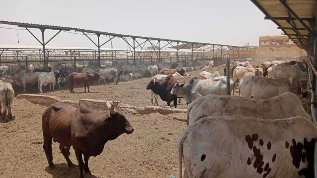 مجلس الوزراء: تخصيص قطعتي أرض لزيادة الطاقة الاستيعابية لمحجر سفاجا إلى 20 ألف رأس