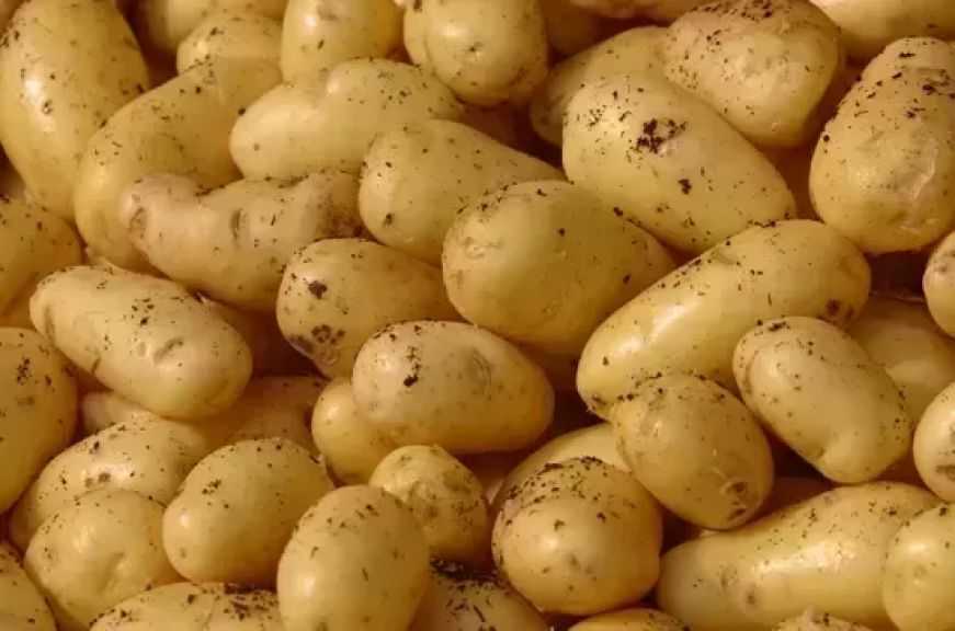 روسيا تقتنص المركز الخامس عالمياً في تصدير رقائق البطاطس