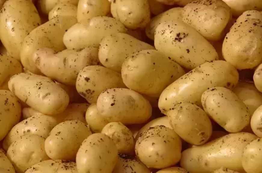 ”الزراعة”: بدء توفير تقاوي البطاطس المعتمدة لصغار المزارعين بصورة مباشرة ودون وسطاء