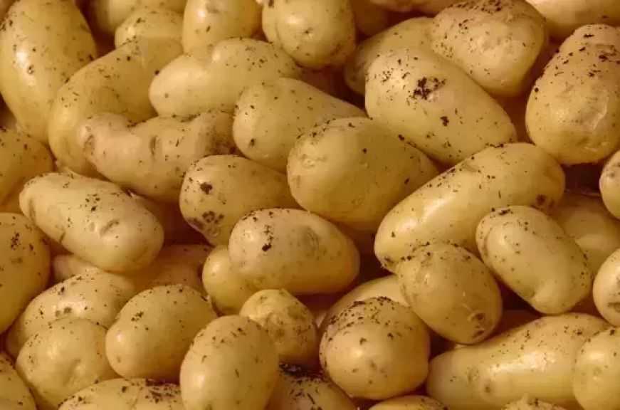 الحر والجفاف يضربان البطاطس.. أوروبا أمام محصول تاريخي منخفض