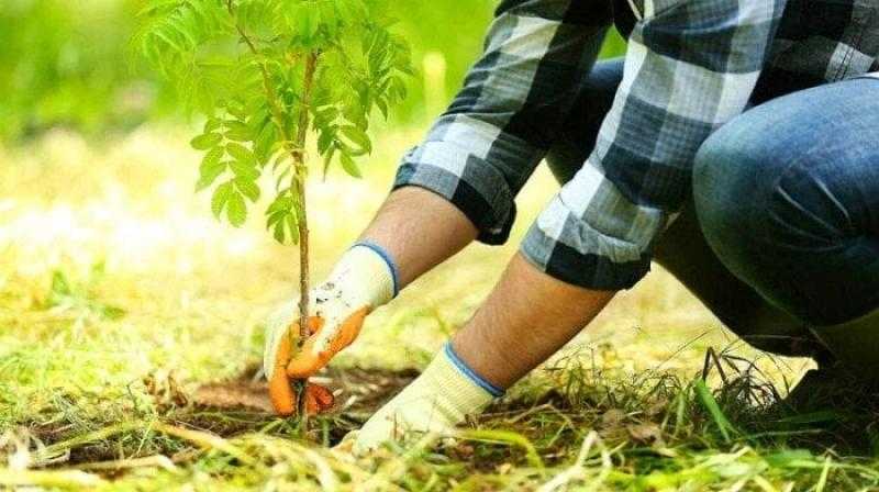 زراعة 3.1 مليون شجرة ضمن المبادرة الرئاسية 100 مليون شجرة (تفاصيل)