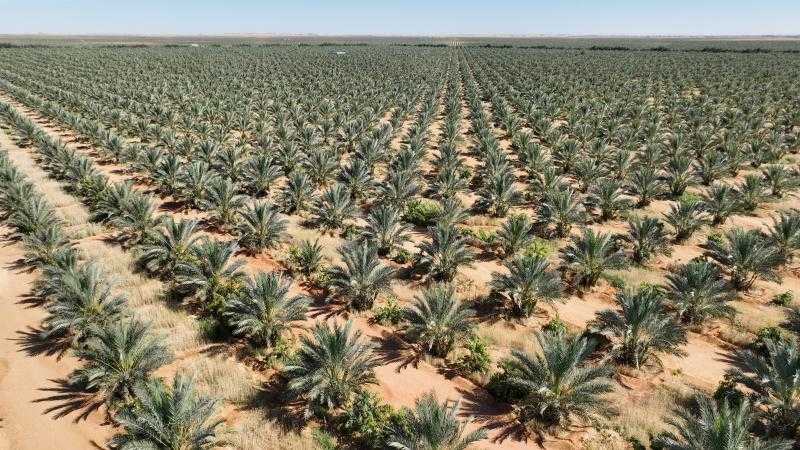 على مساحة 38 ألف فدان.. مزرعة النخيل في توشكى الأكبر في العالم| فيديو