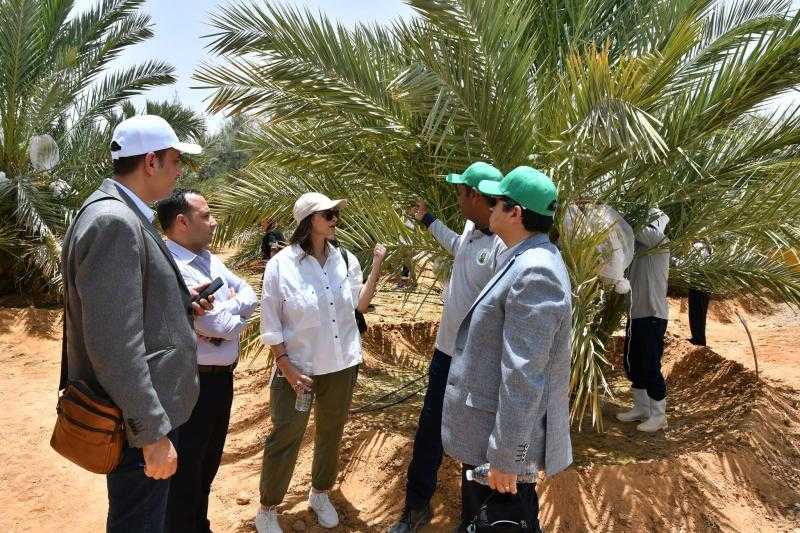 القوات المسلحة: مساحة مشروع توشكى ستصل إلى 600 ألف فدان بنهاية عام 2025