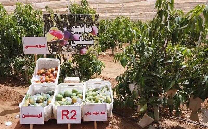 زراعة المانجو في توشكى بأعلى إنتاجية تصل إلى 8 أطنان للفدان| فيديو