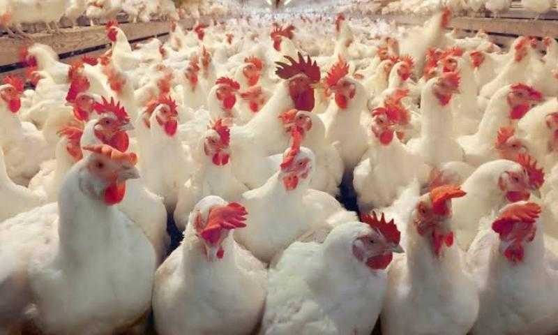 الزراعة: إنتاج الدواجن يغطي 97% من الاستهلاك.. وتحقيق الاكتفاء الذاتي من البيض