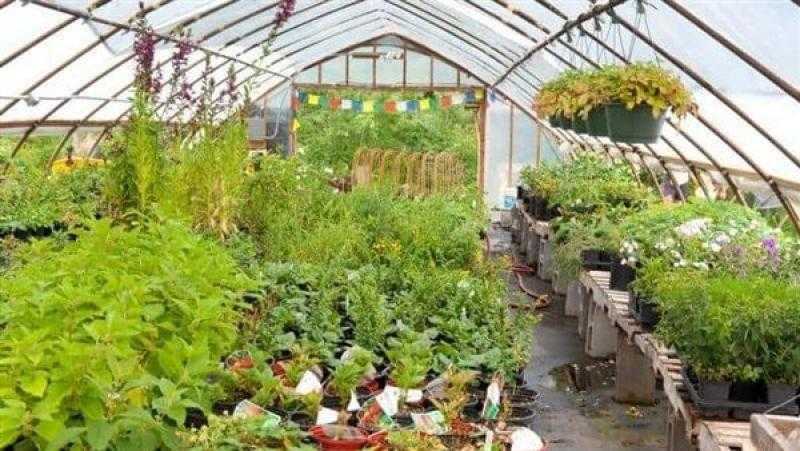 محافظ القاهرة يصدر قرارا بمنع قطع أى أشجار وإنشاء مشتل بكل حى