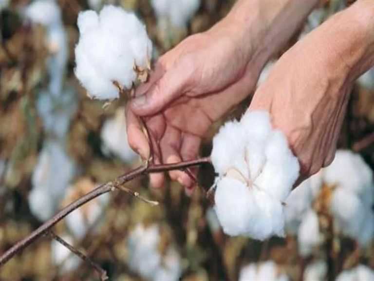 ”الزراعة”: 7 أصناف تجارية سيتم زراعتها من القطن خلال الموسم الجديد بـ14 محافظة| إنفوجراف