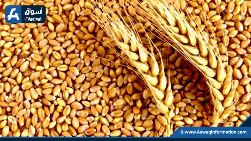 توقعات بارتفاع محصول القمح الألماني إلى 21.3 مليون طن هذا العام