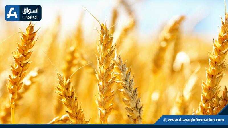 سوريا تطرح مناقصة دولية لشراء 100 ألف طن من قمح الطحين