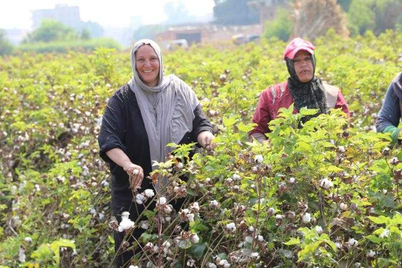”معاك في الغيط” تقدم نصائح لمزارعي القطن