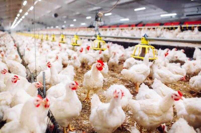 زراعة النواب: يصعب التحكم في سعر الدواجن لاستيرادنا 80% من الأعلاف| فيديو