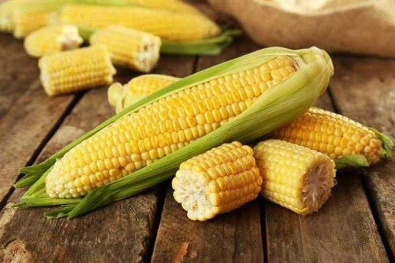 تايوان تطرح مناقصة لشراء 65 ألف طن من الذرة العلفية