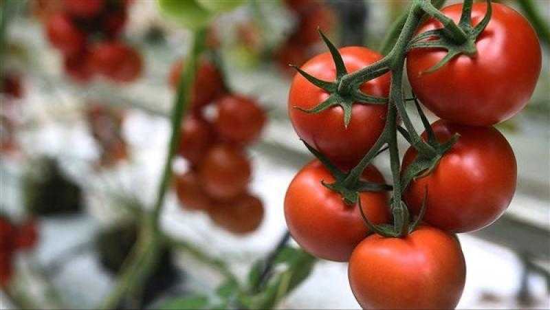 شعبة الخضروات: أسعار الطماطم ستتراجع إلى 7 جنيهات| فيديو