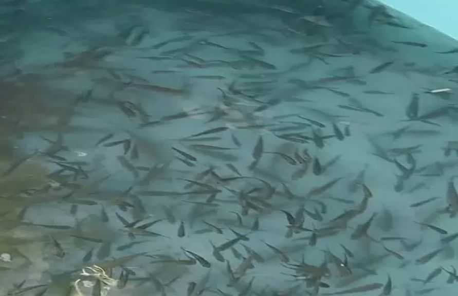 ”تنمية البحيرات” يُطلق أكثر من 15 مليون وحدة زريعة أسماك بعدد من المحافظات