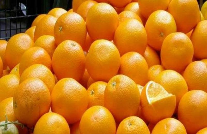 الحجر الزراعي يعلن موعد بدء موسم تصدير البرتقال موسم 2024 /2025