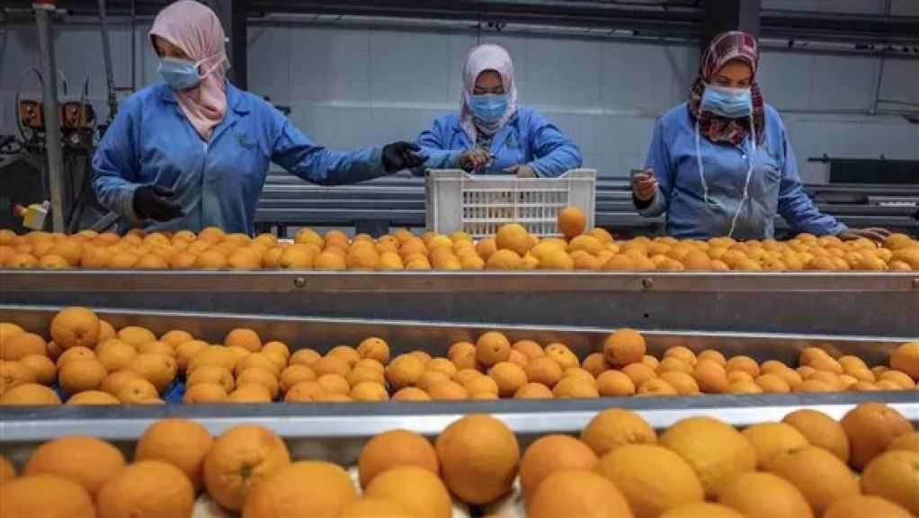 صادرات البرتقال المصري تتضاعف 10 مرات خلال 2025| إنفوجرافيك