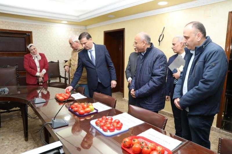 الزراعة: نجاح استنباط ٨ أصناف مصرية جديدة من تقاوي الطماطم