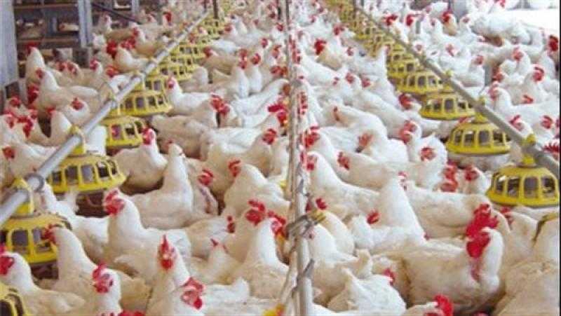 تراجع سعر الفراخ الساسو.. أسعار الدواجن اليوم الإثنين بالمزرعة
