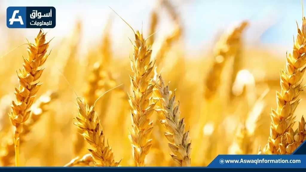 تراجع أسعار القمح عالميا بعد تسجيل أعلى مستوى في 3 سنوات