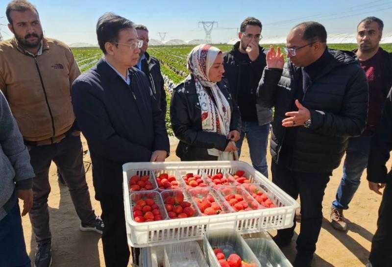 وفد الجمارك الصينية يتفقد محطات تصدير الفراولة والموالح بالبحيرة| صور