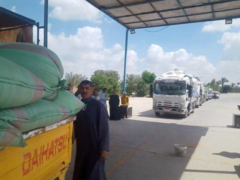 ”التموين”: توريد 47 ألف طن قمح من مزارعي بني سويف| صور