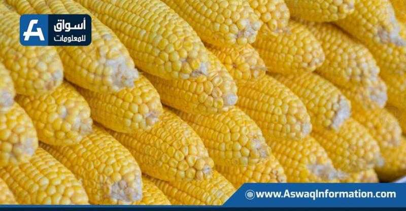 تراجع سعر طن الذرة الصفراء اليوم الإثنين.. الأردب عند التاجر بكام