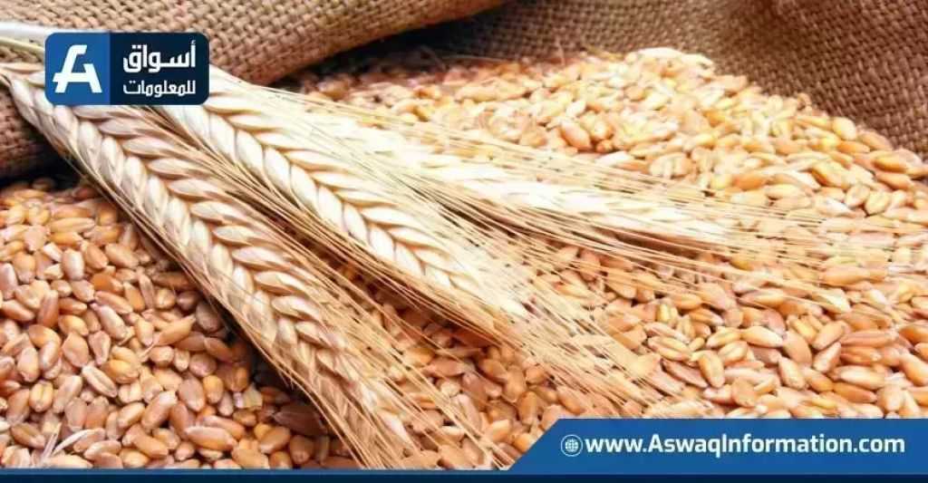 أسعار القمح اليوم الأحد عند التاجر.. الطن الروسي بكام