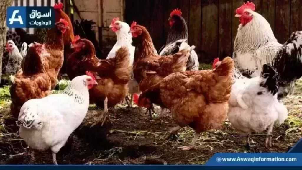 تراجع سعر الفراخ البيضاء.. أسعار الدواجن اليوم الخميس بالمزرعة
