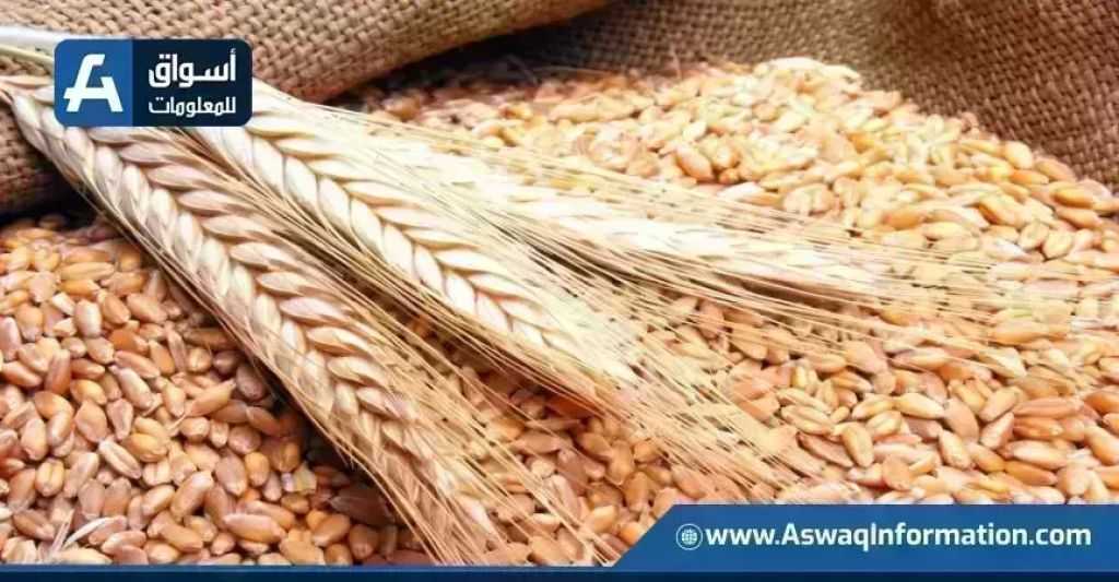 تراجع أسعار القمح اليوم الثلاثاء عند التاجر.. الطن الروسي بكام