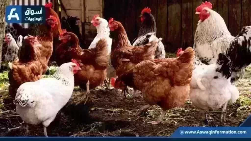 سعر الفراخ البيضاء.. أسعار الدواجن اليوم الخميس بالمزرعة