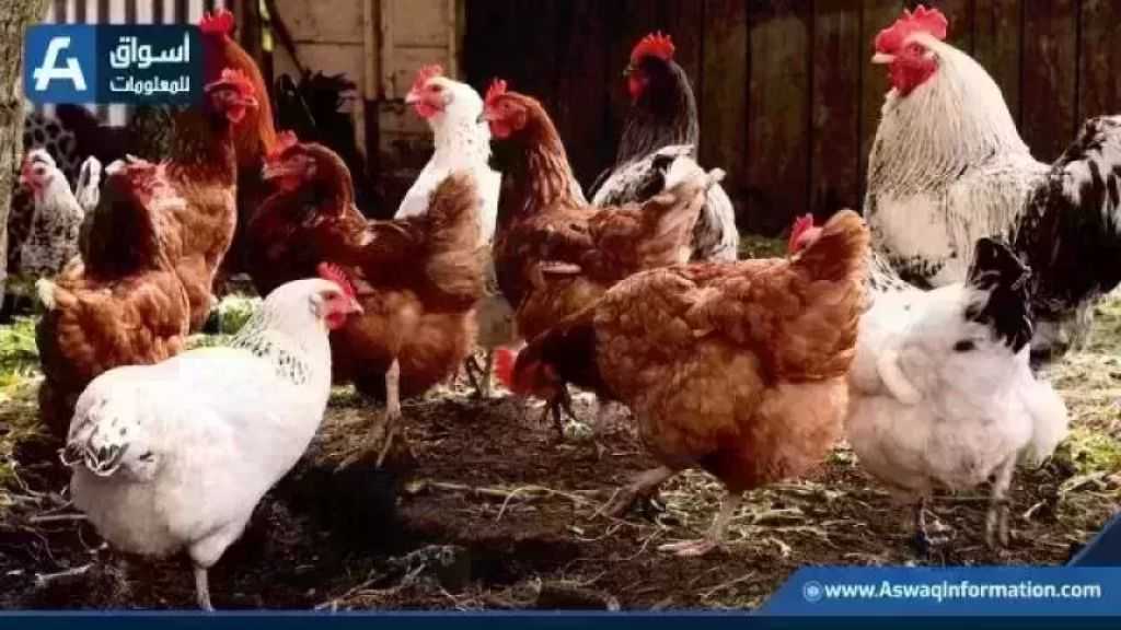 سعر الفراخ البيضاء.. أسعار الدواجن اليوم الأحد بالمزرعة