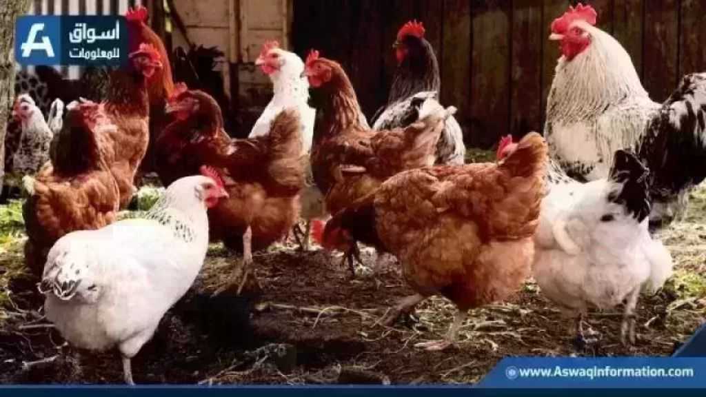 سعر الفراخ البيضاء.. أسعار الدواجن اليوم الأحد بالمزرعة