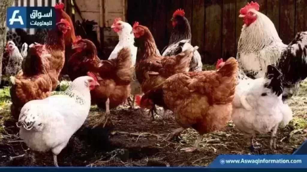 ارتفاع سعر الفراخ البيضاء.. أسعار الدواجن اليوم الإثنين بالمزرعة