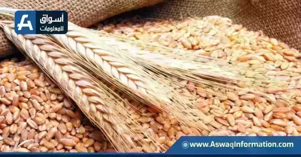 ارتفاع أسعار القمح اليوم الثلاثاء عند التاجر.. الطن الروسي بكام